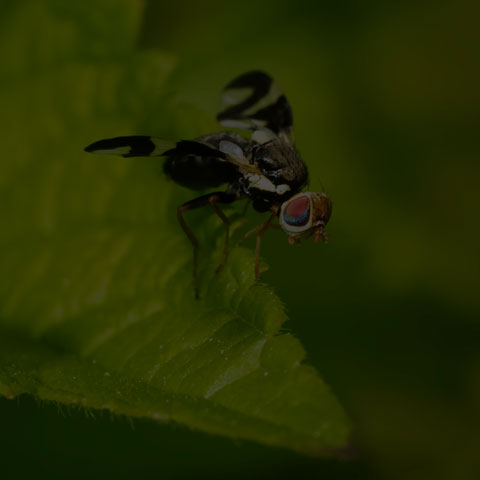 Thistle Stem Gall Fly