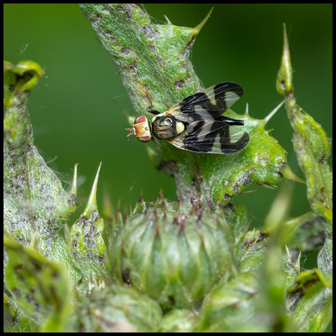 Thistle Stem Gall Fly