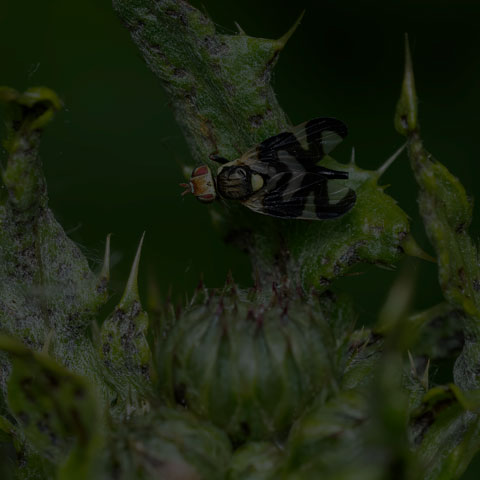 Thistle Stem Gall Fly