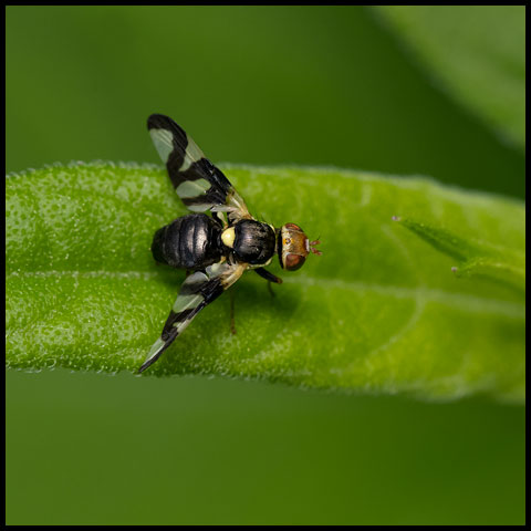 Thistle Stem Gall Fly