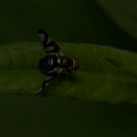 Thistle Stem Gall Fly