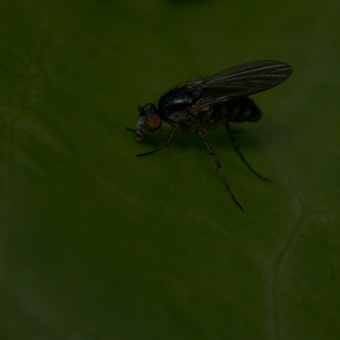 Violet Long-legged Fly