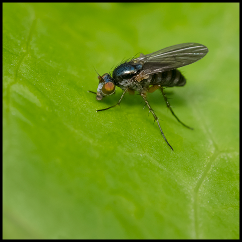 Violet Long-legged Fly