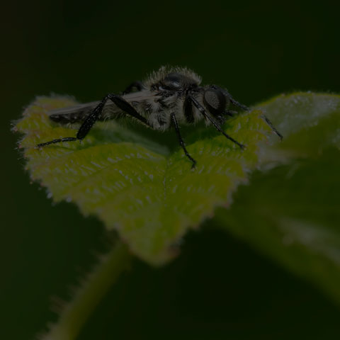 White-winged March Fly