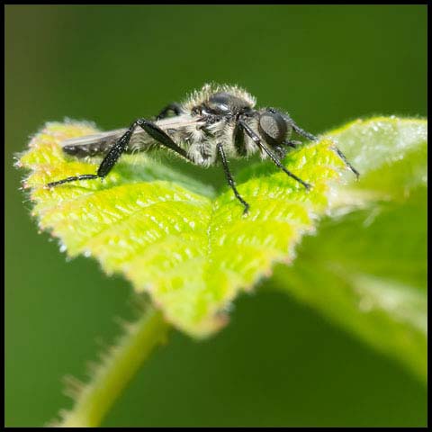 White-winged March Fly