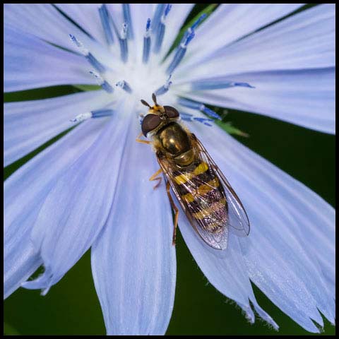 American Hover Fly