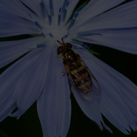 American Hover Fly