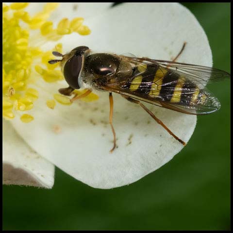 American Hover Fly