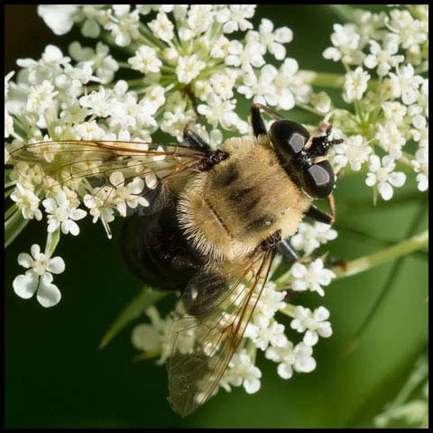 Bare-eyed Mimic Fly