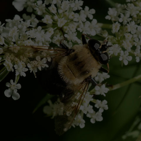 Bare-eyed Mimic Fly