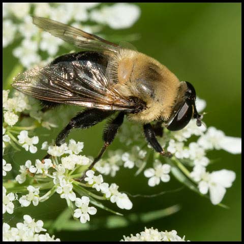 Bare-eyed Mimic Fly