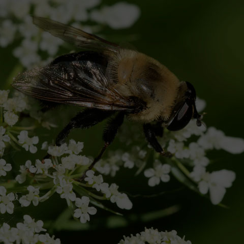 Bare-eyed Mimic Fly