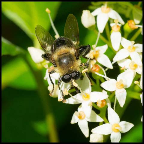 Bare-eyed Mimic Fly