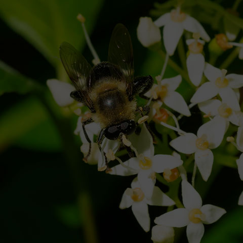 Bare-eyed Mimic Fly