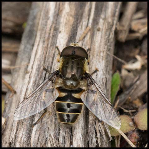 Black-shouldered Drone Fly