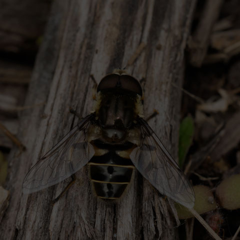Black-shouldered Drone Fly