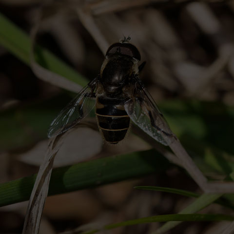 Black-shouldered Drone Fly