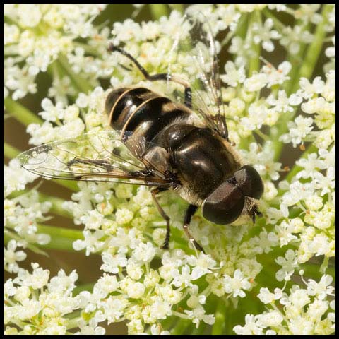 Black-shouldered Drone Fly