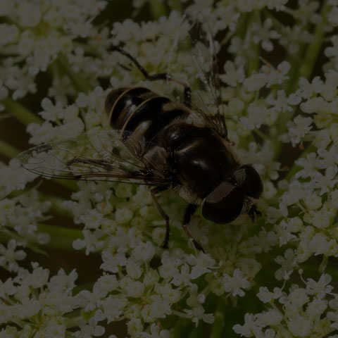 Black-shouldered Drone Fly