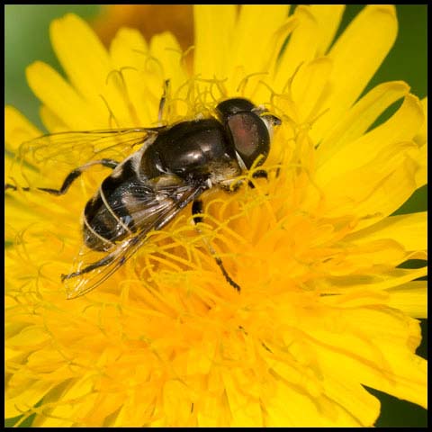 Black-shouldered Drone Fly