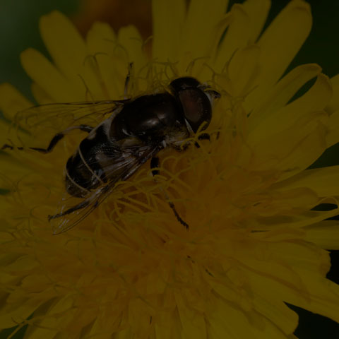 Black-shouldered Drone Fly