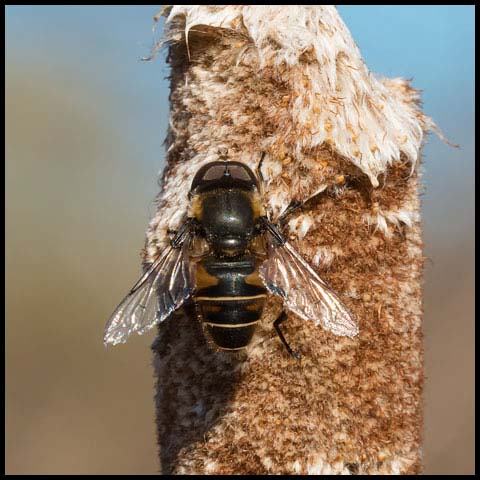 Black-shouldered Drone Fly