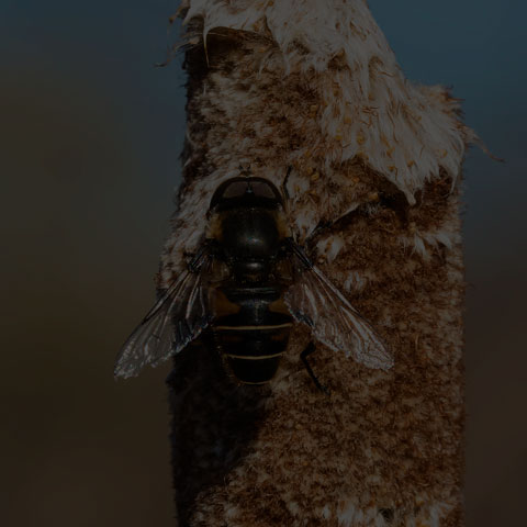 Black-shouldered Drone Fly