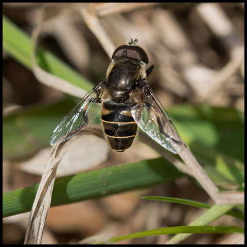 Black-shouldered Drone Fly