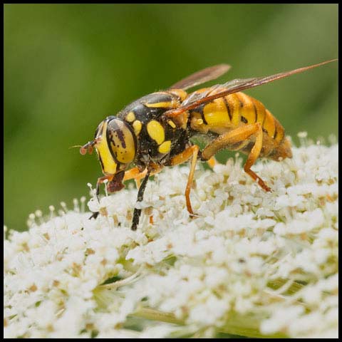 Broad-banded Hornet Fly