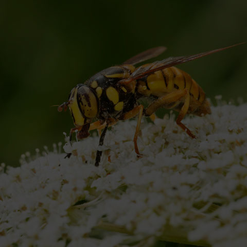 Broad-banded Hornet Fly