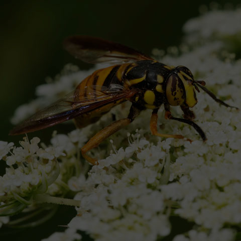 Broad-banded Hornet Fly