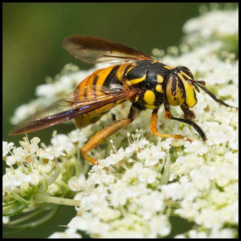 Broad-banded Hornet Fly