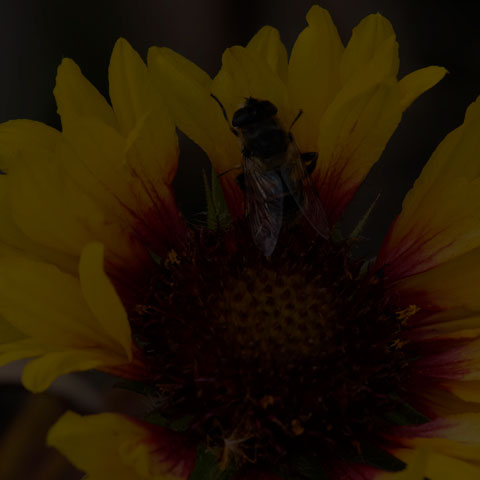 Common Drone Fly