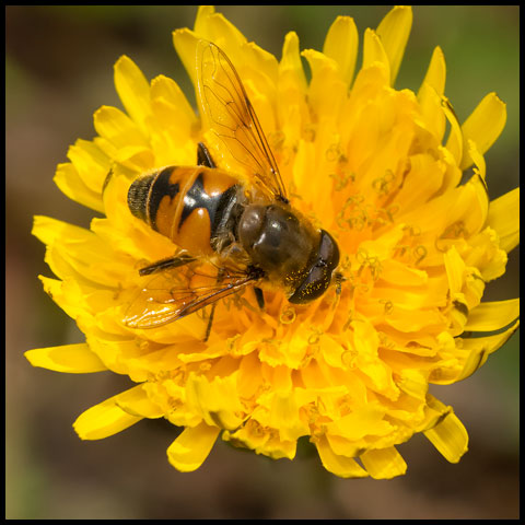 Common Drone Fly