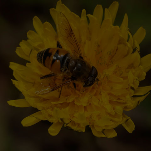 Common Drone Fly