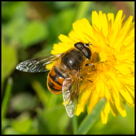 Common Drone Fly