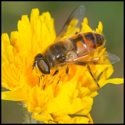 Common Drone Fly