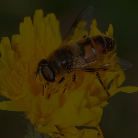 Common Drone Fly