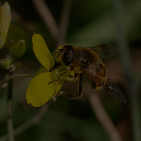 Common Drone Fly