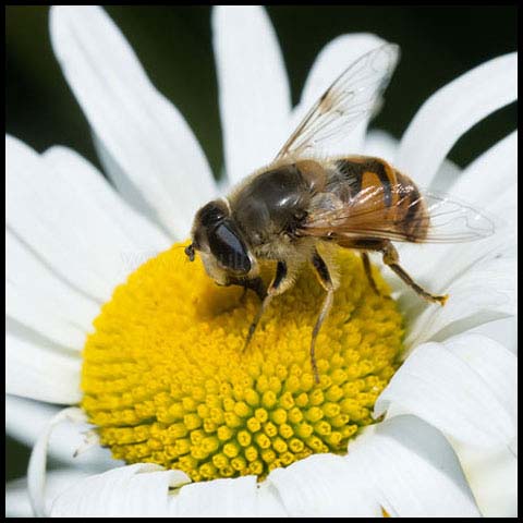 Common Drone Fly