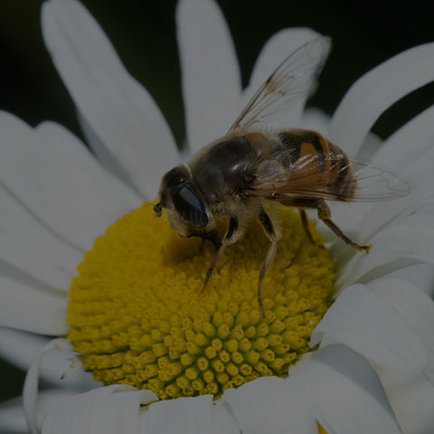 Common Drone Fly