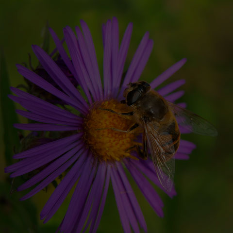 Common Drone Fly