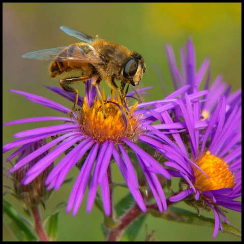 Common Drone Fly