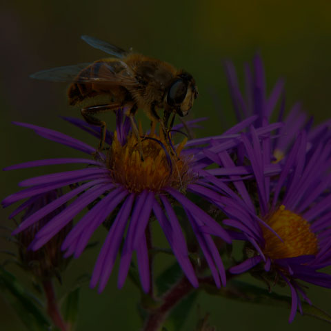 Common Drone Fly