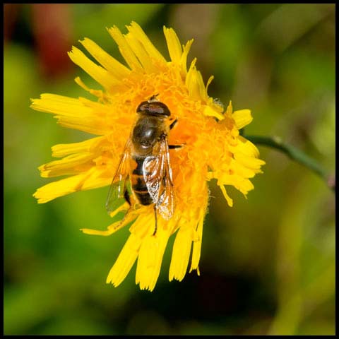 Common Drone Fly