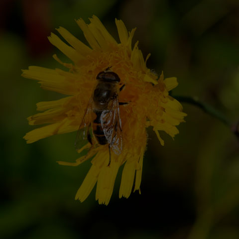 Common Drone Fly