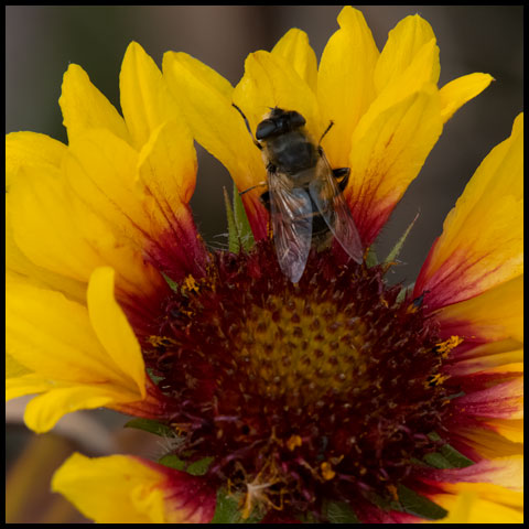 Common Drone Fly