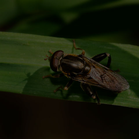 Common Thick-legged Fly