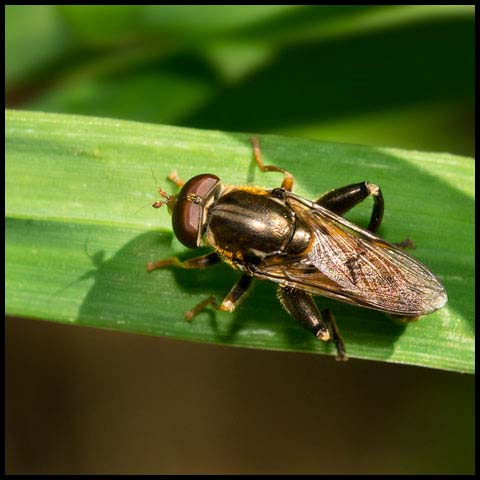 Common Thick-legged Fly