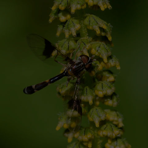 Eastern Band-winged Hover Fly